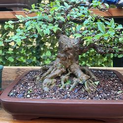 Bonsai
