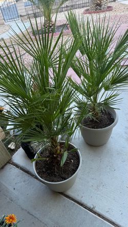 Potted Fan Palm Plants – Set of 2