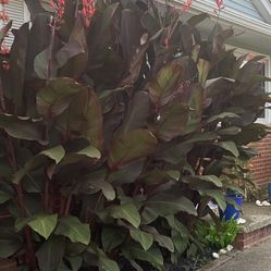 Canna Lillies -sub Tropical 