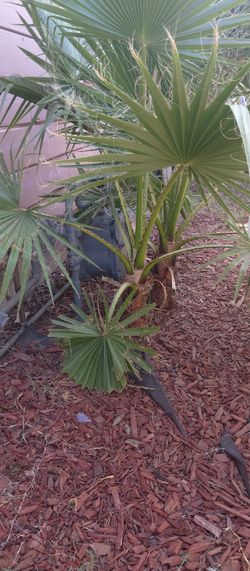 Palmas Pequeñas