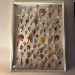 Frame seashell art