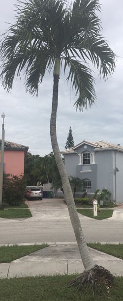 FREE Palm Tree
