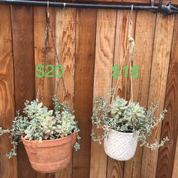2 hanging planters with ghost plants & succulents 