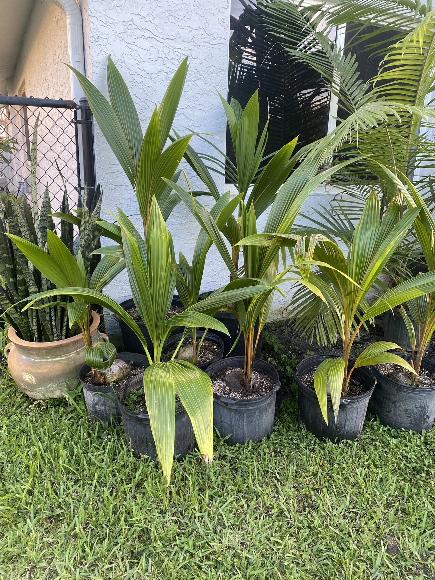 Green, Yellow and Gold Malayan Dwarf Coconut Palm Trees