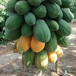 Dwarf Red Lady Papaya  Plant 🪴 3gal  Plantas  De Papaya  Enanas Floreando
