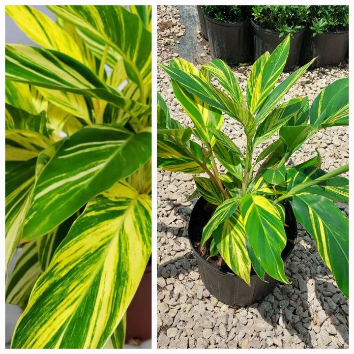 Variegated Ginger