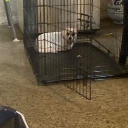 Big dog cage for sell