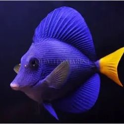 3D Art Purple Tang Medium Size Decor 