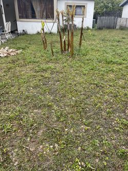 Plantain Tree