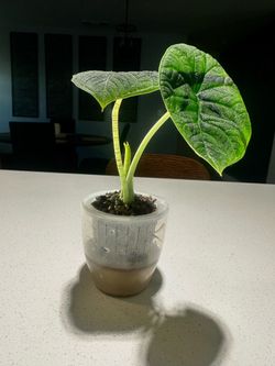 Alocasia Melo 2