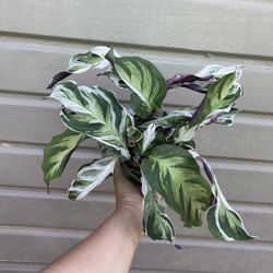 6” Rare Calathea White Fusión