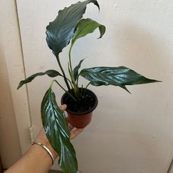 Peace Lily 