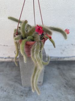 Monkey Tail Blooming Plant, In 8 Inch Hanging Por Pick Up Only