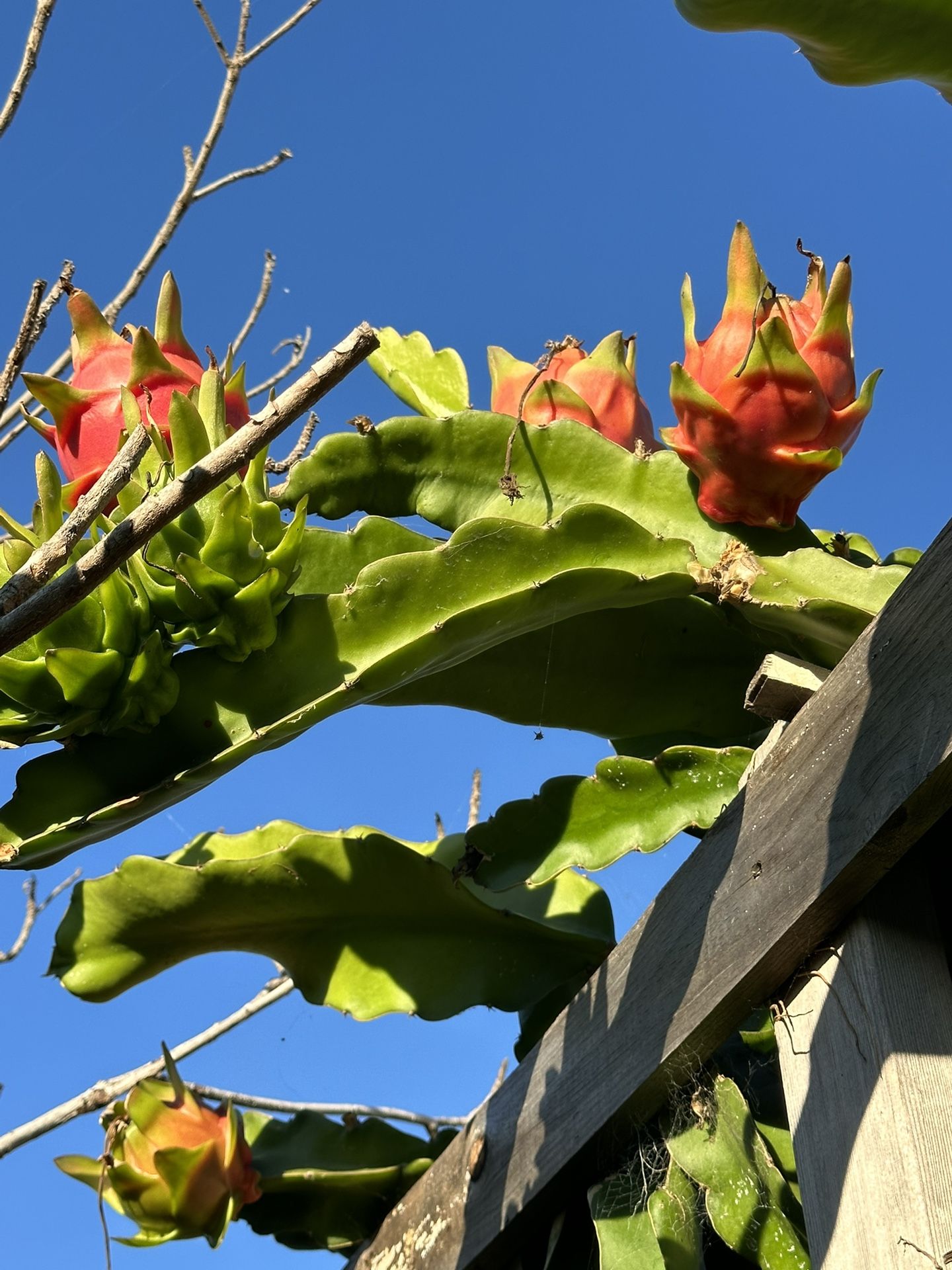 Dragon Fruit Healthy And Delicious