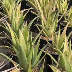 Aloe Plants 5 Gal