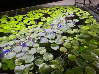 Floating plant aquarium plant fish tank plant