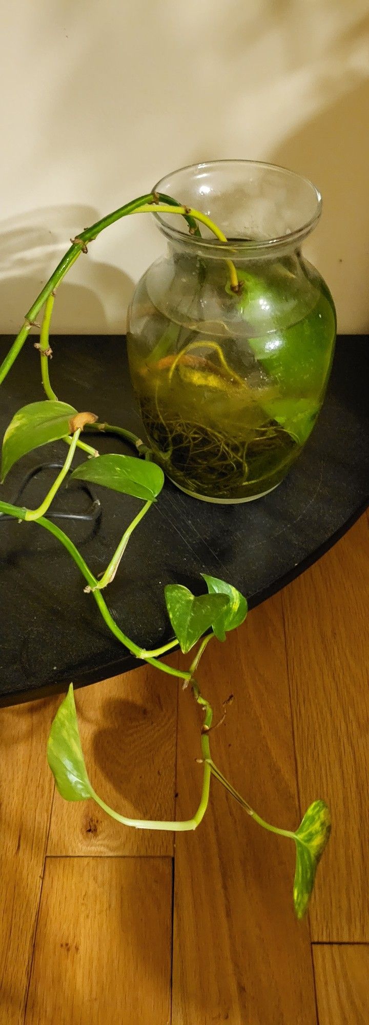 Organic Pothos