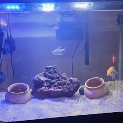 New Fish Tank With Supplies And Fish