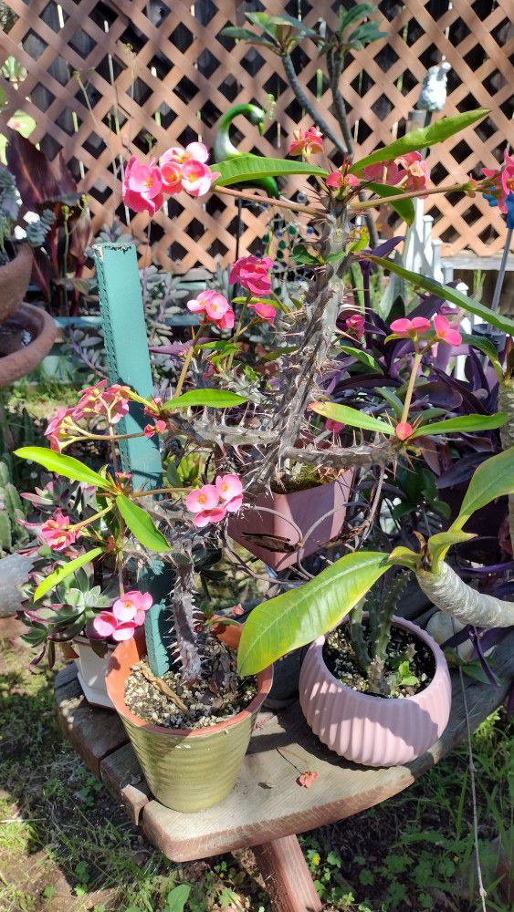 CROWN OF THORNS PLANT