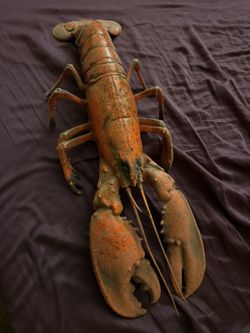 Plastic Lobster 