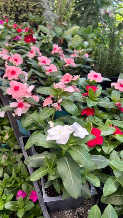 Vincas