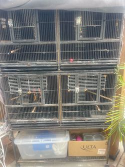 Bird Cage