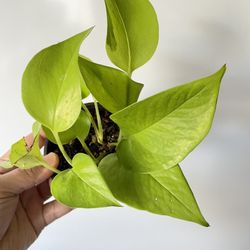 Neon Pothos Evergreen Indoor Vine Plant