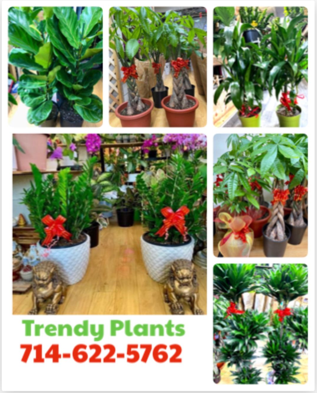 Feng Shui Lucky Plants For House, Office, Or Grand Opening