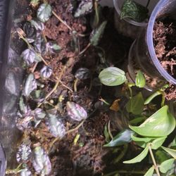 Procris Repens / Trailing Watermelon Begonia