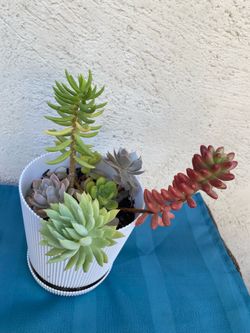 Succulents Plant Arrangement