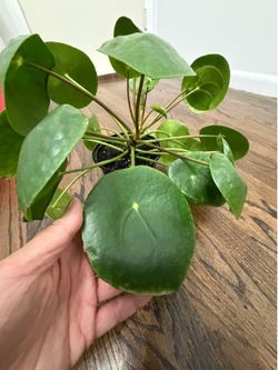 Chinese Money Plant (Pilea) in 6” round pot. Pick up in Millbrae