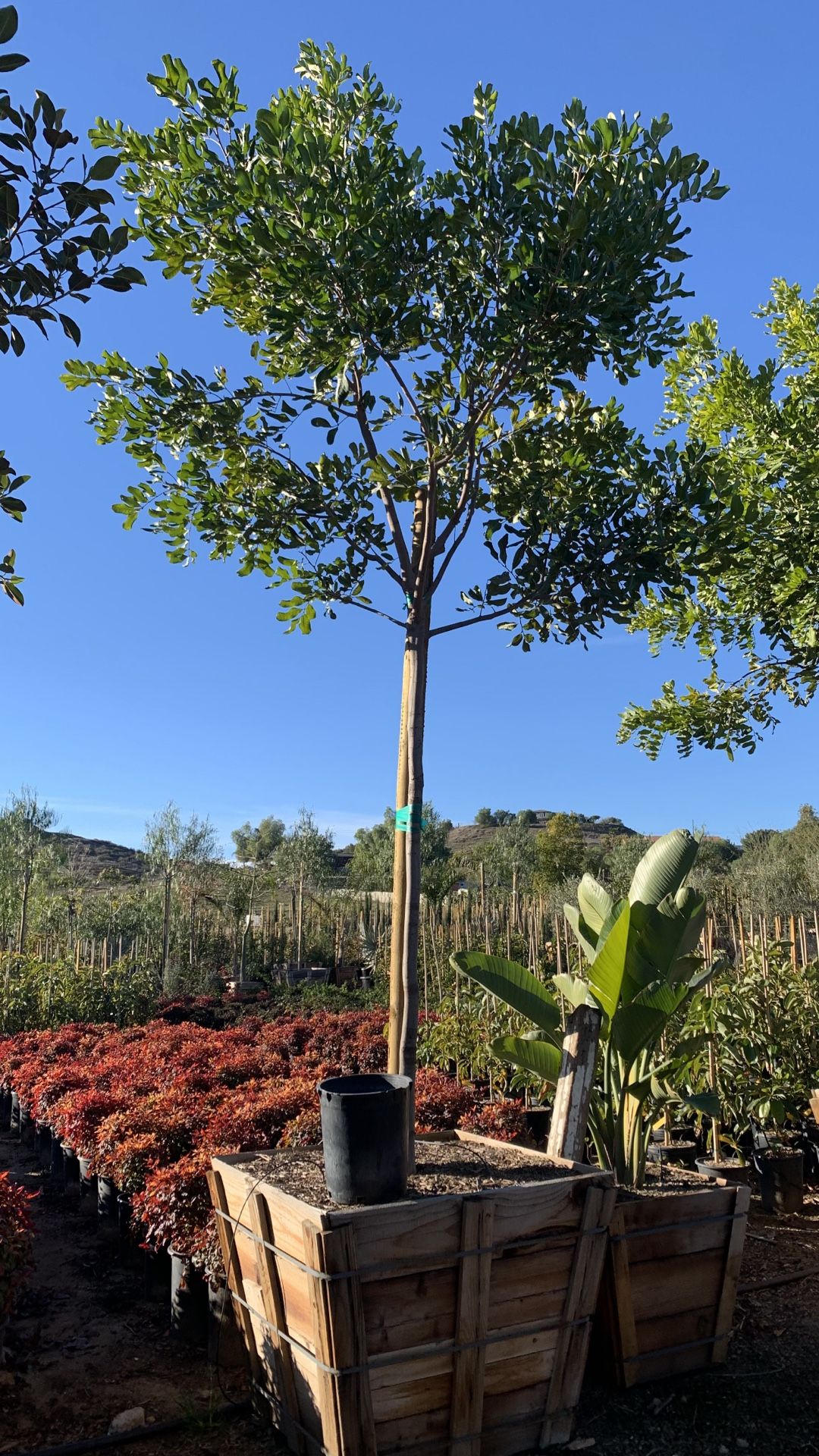 Carrotwood Tree, Evergreen Shade Tree 36”box