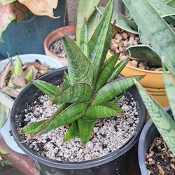 Sanseviera Tarantula Or Sindoro ,snake plant,sanseveria,
