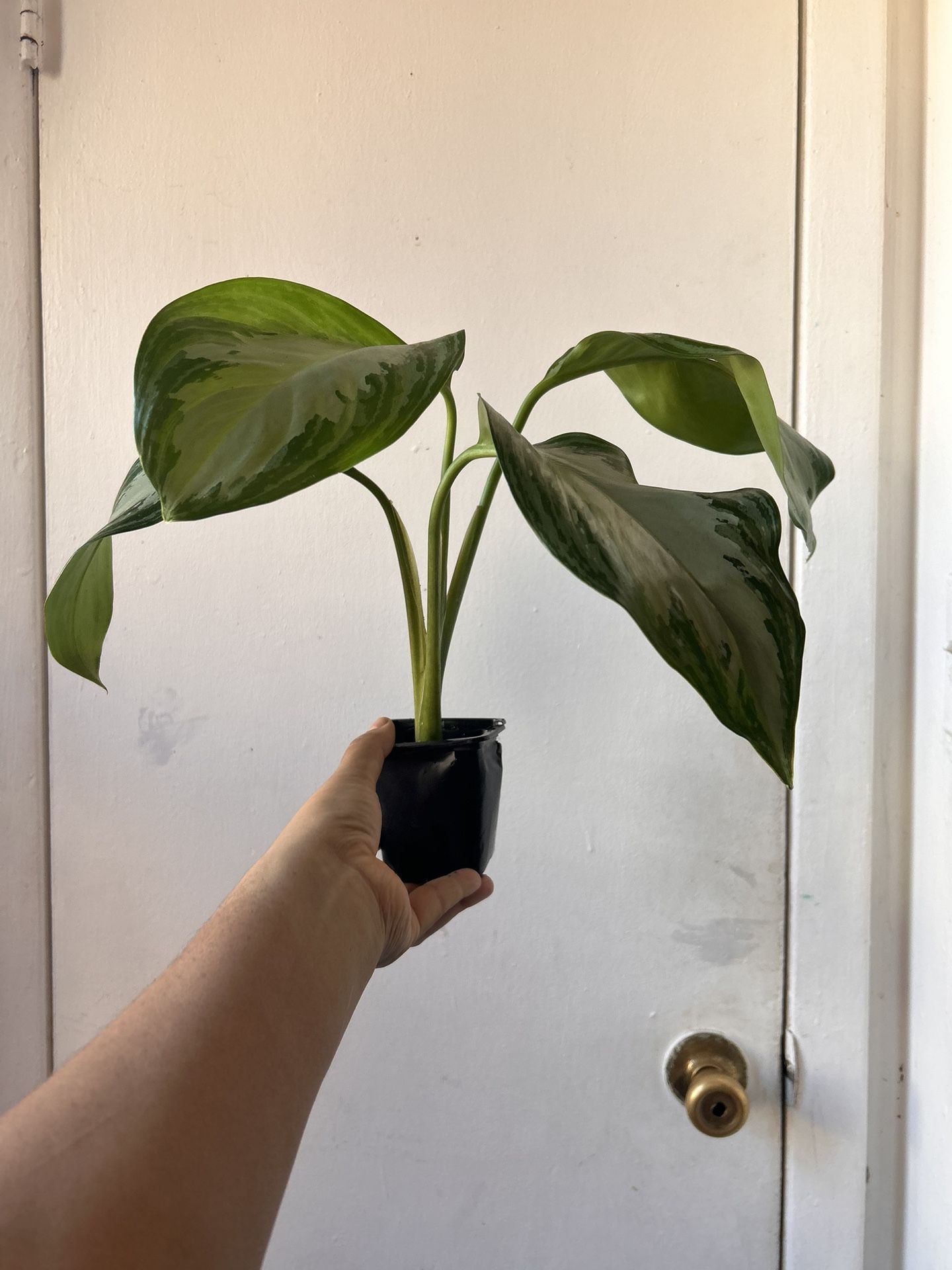 Silver Bay Read Description⤵️ I’m Not Replying Back To Hi Is This Still Available 🙄