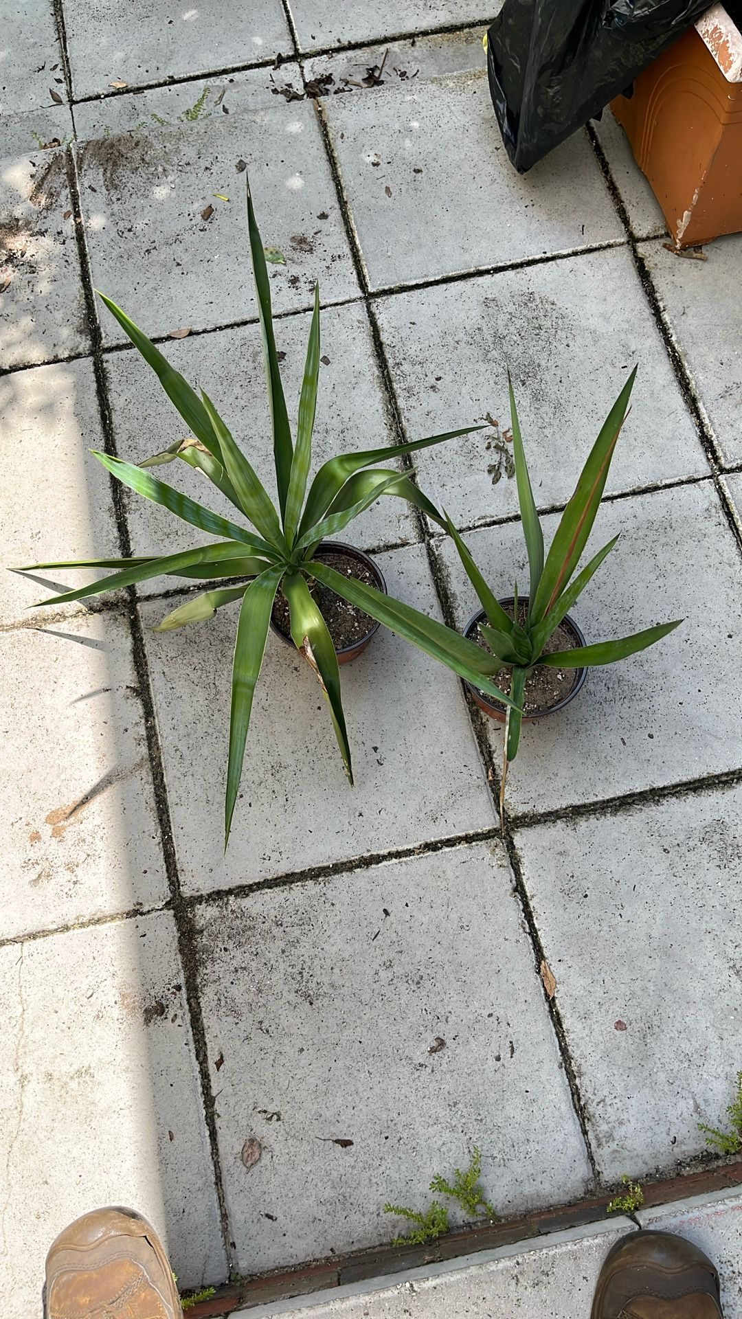 Yucca Potted Or Cuttings