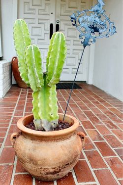 A beautiful terracotta pot with a mature cactus
