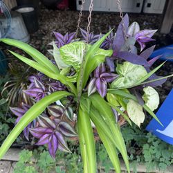 Mixed Arrangements Indoor Plants