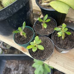 Desert Rose Plants Mixed Colors 2 Inches Pots 