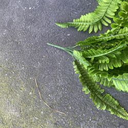 Silk Ferns 