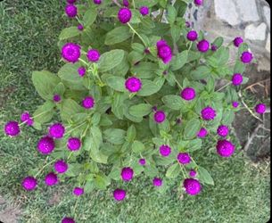 Beautiful Purple Gomphrena globosa !!!!