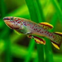 Bettas, Killifish,  Shrimp, & More