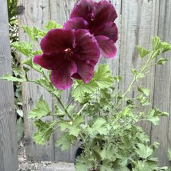 Geranium Flower Plant 