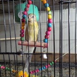 Bird cage 