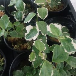 Plants And Stuff 