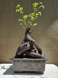 Old Gleditsia Triacanthos Bonsai Tree ( Honey Locust ) for Sale in Midway  City, CA - OfferUp