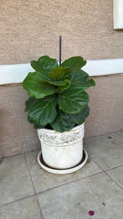 live beautiful plant😍