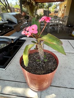 Planta Corona de cristo