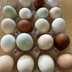 Fresh Eggs From Free Range Chickens