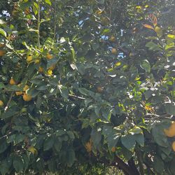 Lemons