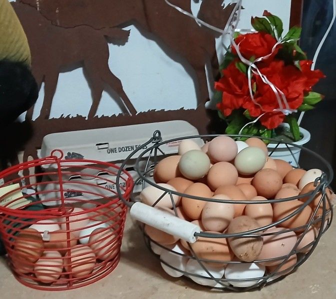 Huevos Frescos / Fresh Eggs